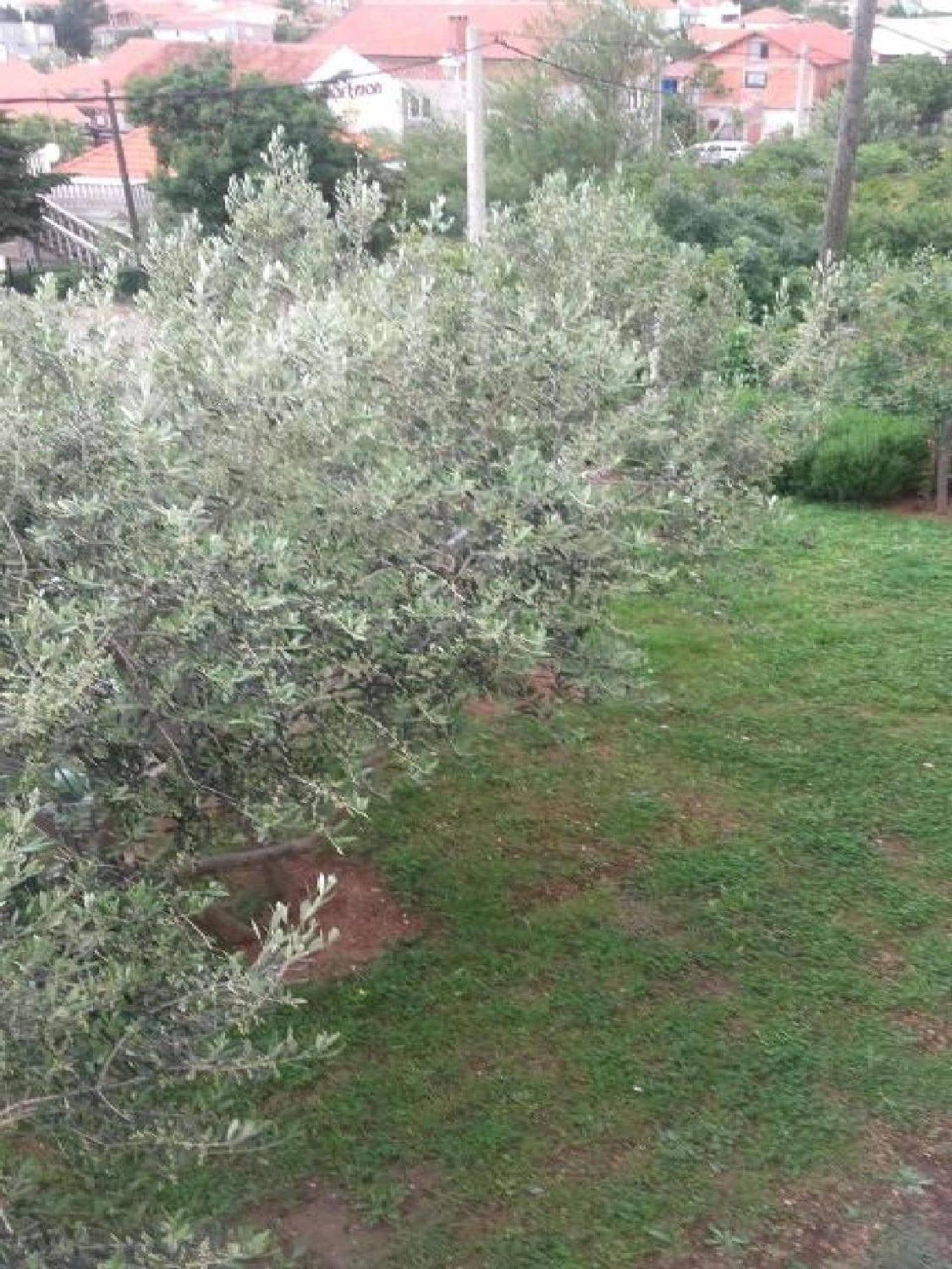 Apartments Smilje I Maslina Gornji Karin Rom bilde